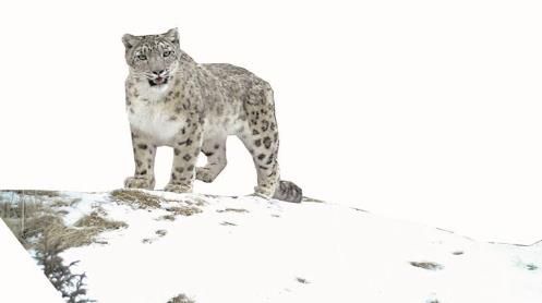 在雪地上行走的雪豹。三江源国家公园管理局供图 在雪地上行走的雪豹。三江源国家公园管理局供图
