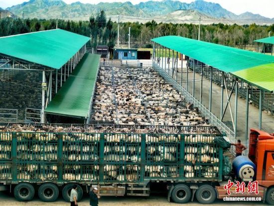 图为香日德镇的活畜交易市场。都兰县委宣传部 供图 图为香日德镇的活畜交易市场。都兰县委宣传部 供图