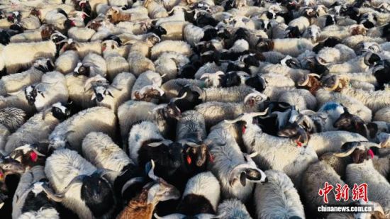 图为羊群等待出栏。都兰县委宣传部 供图 图为羊群等待出栏。都兰县委宣传部 供图