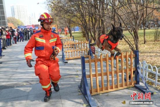 图为搜救犬训练科目表演现场。 马铭言摄 图为搜救犬训练科目表演现场。 马铭言摄