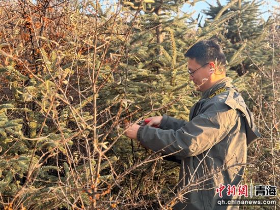 图为专业人员收集青海当地沙棘种子。李江宁 摄 图为专业人员收集青海当地沙棘种子。李江宁 摄