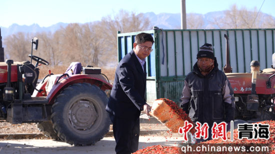 图为格尔木支行客户经理走访枸杞种植户。 孟玮 供图 图为格尔木支行客户经理走访枸杞种植户。 孟玮 供图