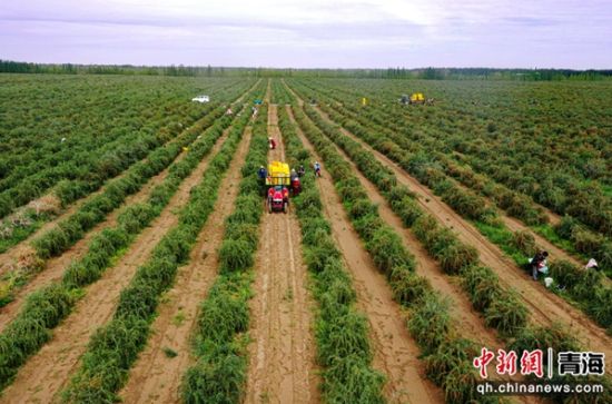 ����ͼΪ�����ֲ���ع��������ڲ�ժ��轡� ����ƻ ��