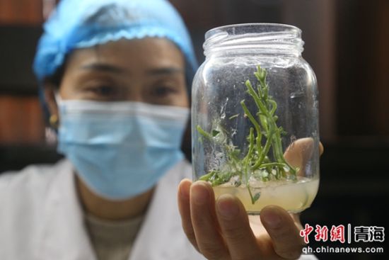 图为技术员正在进行马铃薯扩繁工作。 张忠苹 摄 图为技术员正在进行马铃薯扩繁工作。 张忠苹 摄