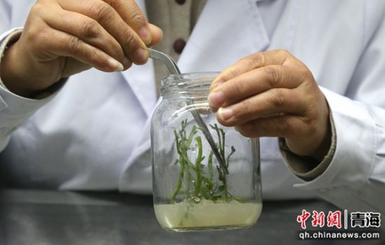 图为技术员陶英青正在进行马铃薯茎尖剪切工作。 张忠苹 摄 图为技术员陶英青正在进行马铃薯茎尖剪切工作。 张忠苹 摄