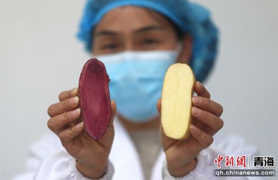 图为工作人员展示培育的马铃薯新品种。 张忠苹 摄 图为工作人员展示培育的马铃薯新品种。 张忠苹 摄