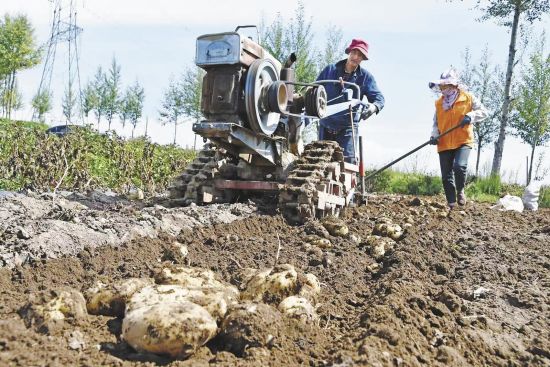 2025年秋季,中岭乡铲铲洼村种植大户李守平在田间劳作。 2025年秋季,中岭乡铲铲洼村种植大户李守平在田间劳作。
