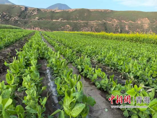 资料图为湟源县种植的豌豆苗。 湟源县委宣传部供图 资料图为湟源县种植的豌豆苗。 湟源县委宣传部供图