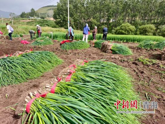 资料图为湟源县种植的大葱。 湟源县委宣传部供图 资料图为湟源县种植的大葱。 湟源县委宣传部供图