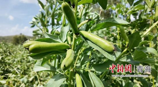 资料图为湟源县种植的大豆。 湟源县委宣传部供图 资料图为湟源县种植的大豆。 湟源县委宣传部供图