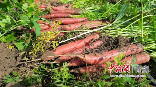 资料图为湟源县种植的胡萝卜。 湟源县委宣传部供图 资料图为湟源县种植的胡萝卜。 湟源县委宣传部供图