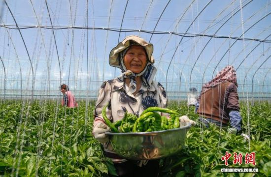 ����ͼΪũ�����ຣʡ�����������������ִ�ũҵ��ҵ԰�ڲ�ժ�����߲ˡ������� ��