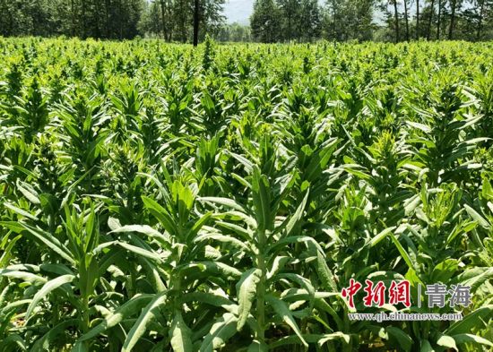 ����ͼΪ��ͨ����ֲ��ݫ�� ��ͨ��ί��������ͼ