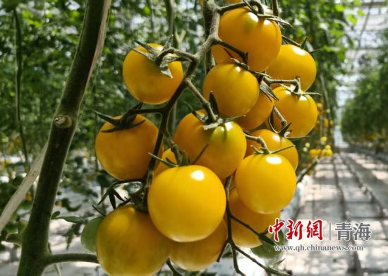 ����ͼΪ��ͨ����ֲ�������߲ˡ� ��ͨ��ί��������ͼ