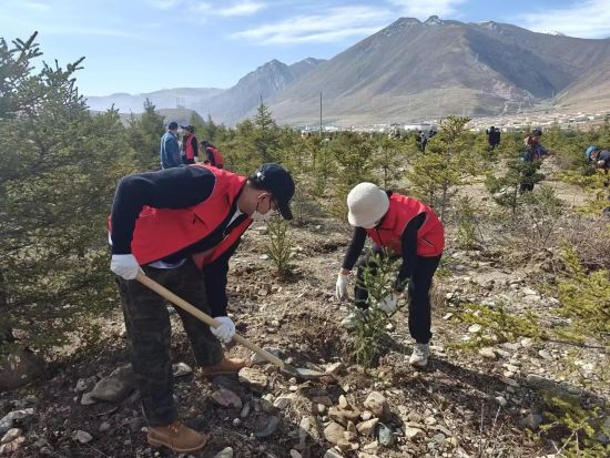 ͼΪ�����̲ݡ������ȷ桱־Ը��������ڽ���ֲ������ຣ�̲ݹ�ͼ