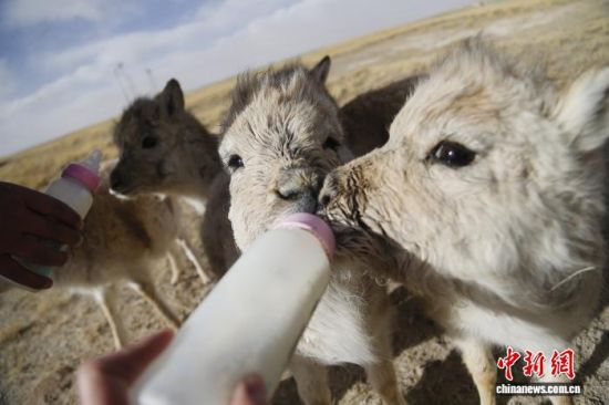 2020年12月16日,在三江源国家公园长江源园区可可西里管理处索南达杰保护站藏羚羊“幼儿园”内,小藏羚羊们正在喝牛奶。中新社记者 马铭言 摄 2020年12月16日,在三江源国家公园长江源园区可可西里管理处索南达杰保护站藏羚羊“幼儿园”内,小藏羚羊们正在喝牛奶。中新社记者 马铭言 摄