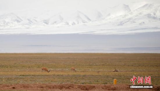 2024年6月20日,藏羚羊在青藏公路一侧觅食。 马铭言 摄 2024年6月20日,藏羚羊在青藏公路一侧觅食。 马铭言 摄