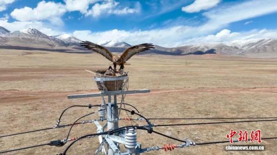 资料图为玉树州囊谦县生命鸟巢内,大鵟正落在巢内。(王国栋摄) 资料图为玉树州囊谦县生命鸟巢内,大鵟正落在巢内。(王国栋摄)