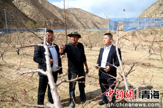 图为农行乐都支行工作人员走访了解樱桃种植情况。张忠苹 摄 图为农行乐都支行工作人员走访了解樱桃种植情况。张忠苹 摄