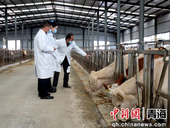 图为农业银行乐都支行工作人员了解养殖场养殖经营情况。张忠苹 摄 图为农业银行乐都支行工作人员了解养殖场养殖经营情况。张忠苹 摄