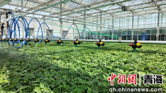 图为草莓育苗温室大棚。湟中区委宣传部供图 图为草莓育苗温室大棚。湟中区委宣传部供图