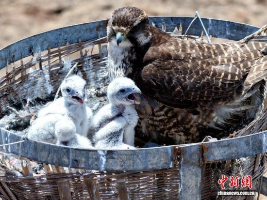 ͼΪ�ຣʡ����������������ǫ�ؾ��ڵ������·�ϣ��������ڿ����ճ���������(���˻���Ƭ)����� ��