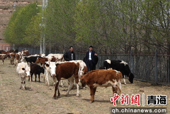 图为农行同仁支行工作人员现场了解黄乃亥乡日秀玛牛羊养殖专业合作社的养殖情况。 张忠苹 摄 图为农行同仁支行工作人员现场了解黄乃亥乡日秀玛牛羊养殖专业合作社的养殖情况。 张忠苹 摄