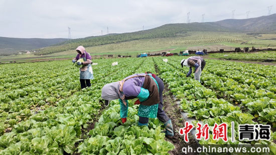 图为采摘蔬菜。俞惠珍供图 图为采摘蔬菜。俞惠珍供图