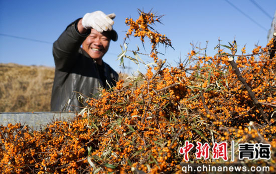 资料图为青海省湟源县一沙棘林中,村民将采摘的沙棘果装车。 马铭言 摄 资料图为青海省湟源县一沙棘林中,村民将采摘的沙棘果装车。 马铭言 摄