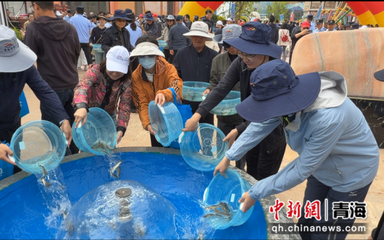 图为投放花斑裸鲤。受访单位供图 图为投放花斑裸鲤。受访单位供图