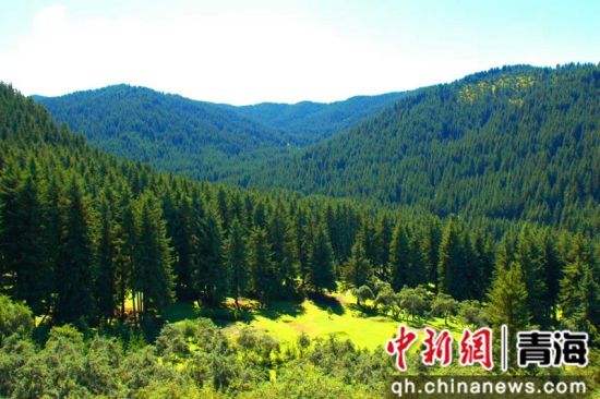 图为大通县境内的森林。大通县融媒体中心 供图 图为大通县境内的森林。大通县融媒体中心 供图