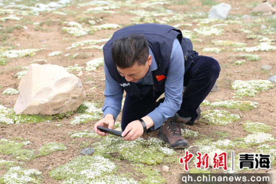 图为周拉太在采药中。曹有山供图 图为周拉太在采药中。曹有山供图