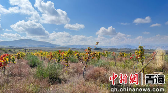 图为工行黄河上游千亩经济生态公益林。 工行青海省分行供图 图为工行黄河上游千亩经济生态公益林。 工行青海省分行供图