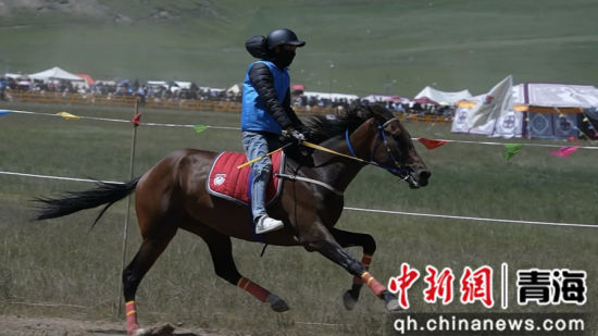 图为赛马会现场。共和融媒供图 图为赛马会现场。共和融媒供图