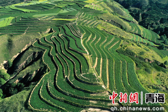 图为航拍下的旱作梯田错落有致宛若大地指纹。 张忠苹 摄 图为航拍下的旱作梯田错落有致宛若大地指纹。 张忠苹 摄