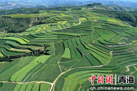 图为航拍下的旱作梯田错落有致宛若大地指纹。 张忠苹 摄 图为航拍下的旱作梯田错落有致宛若大地指纹。 张忠苹 摄