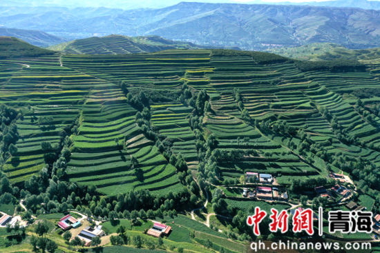 图为航拍下的旱作梯田与村庄错落交织。 张忠苹 摄 图为航拍下的旱作梯田与村庄错落交织。 张忠苹 摄