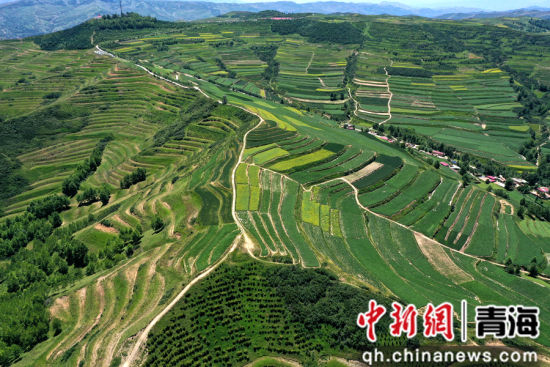 图为航拍下的旱作梯田错落有致宛若大地指纹。 张忠苹 摄 图为航拍下的旱作梯田错落有致宛若大地指纹。 张忠苹 摄