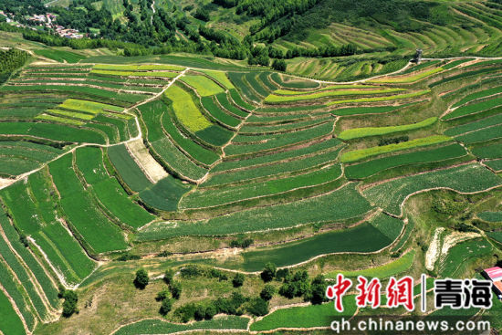 图为航拍下的旱作梯田错落有致宛若大地指纹。 张忠苹 摄 图为航拍下的旱作梯田错落有致宛若大地指纹。 张忠苹 摄