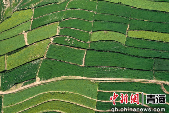 图为航拍下的旱作梯田错落有致宛若大地指纹。 张忠苹 摄 图为航拍下的旱作梯田错落有致宛若大地指纹。 张忠苹 摄