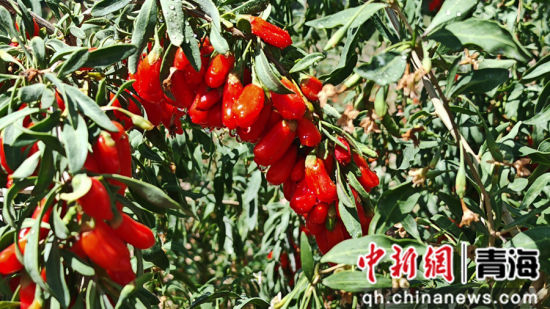 ͼΪ�����ӭ�����ա�������ί������ ��ͼ