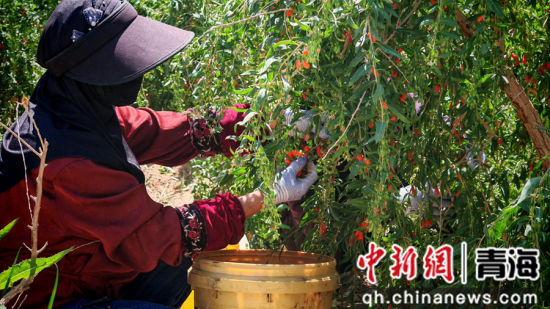 ͼΪ��轲�ժ����ժ��轡�������ί������ ��ͼ