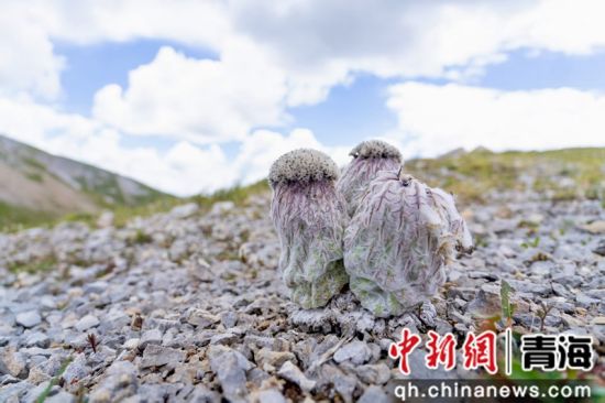 图为水母雪兔子。山水自然保护中心供图 图为水母雪兔子。山水自然保护中心供图
