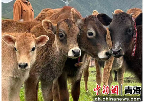 图为娟姗犏牛。同仁市委宣传部供图 图为娟姗犏牛。同仁市委宣传部供图