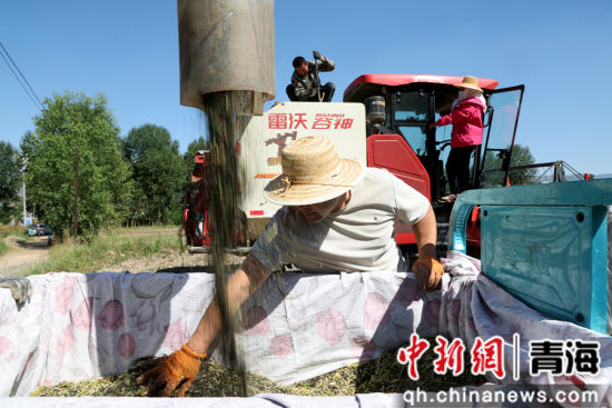 图为农民装车油菜籽。 张忠苹 摄 图为农民装车油菜籽。 张忠苹 摄