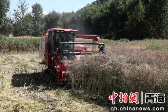 图为收割机穿梭田间收割油菜。 张忠苹 摄 图为收割机穿梭田间收割油菜。 张忠苹 摄