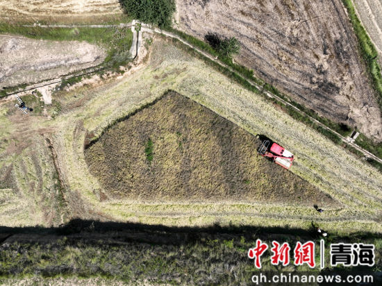 图为收割机穿梭田间收割油菜。 张忠苹 摄 图为收割机穿梭田间收割油菜。 张忠苹 摄