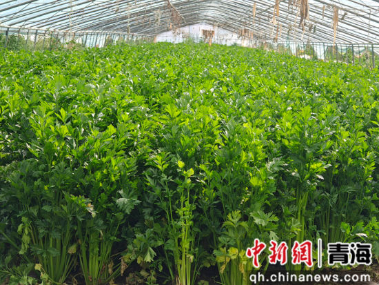 图为大棚内种植的蔬菜。都兰县委宣传部 供图 图为大棚内种植的蔬菜。都兰县委宣传部 供图
