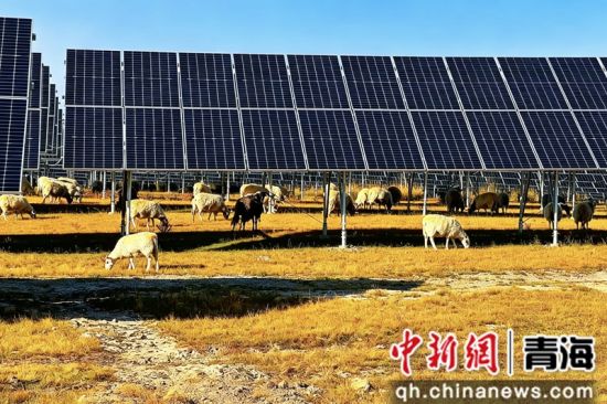 图为国家能源集团青海海北公司秋日的煦光光伏基地,牦牛在阵列间悠闲觅食。 国能青海海北公司供图 图为国家能源集团青海海北公司秋日的煦光光伏基地,牦牛在阵列间悠闲觅食。 国能青海海北公司供图
