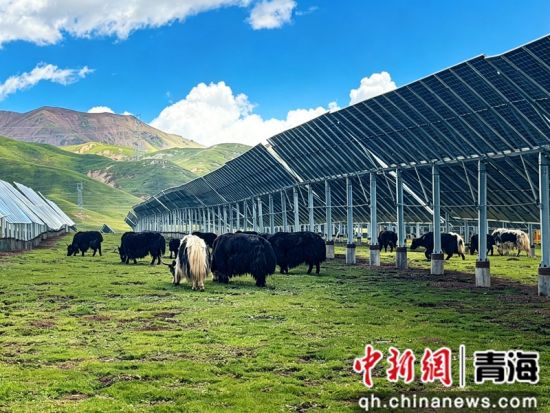 图为国家能源集团青海海北公司煦光光伏电站,牦牛在阵列间悠闲觅食。 国能青海海北公司供图 图为国家能源集团青海海北公司煦光光伏电站,牦牛在阵列间悠闲觅食。 国能青海海北公司供图